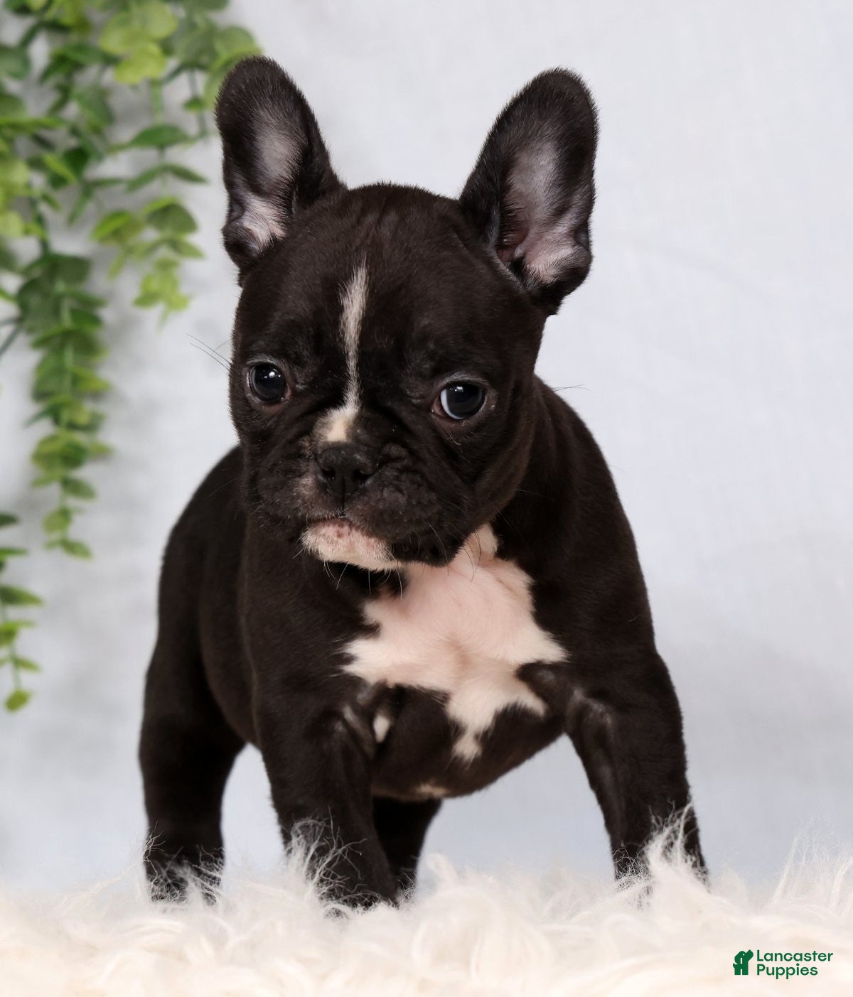Frenchton dogs Cora - Ad 2