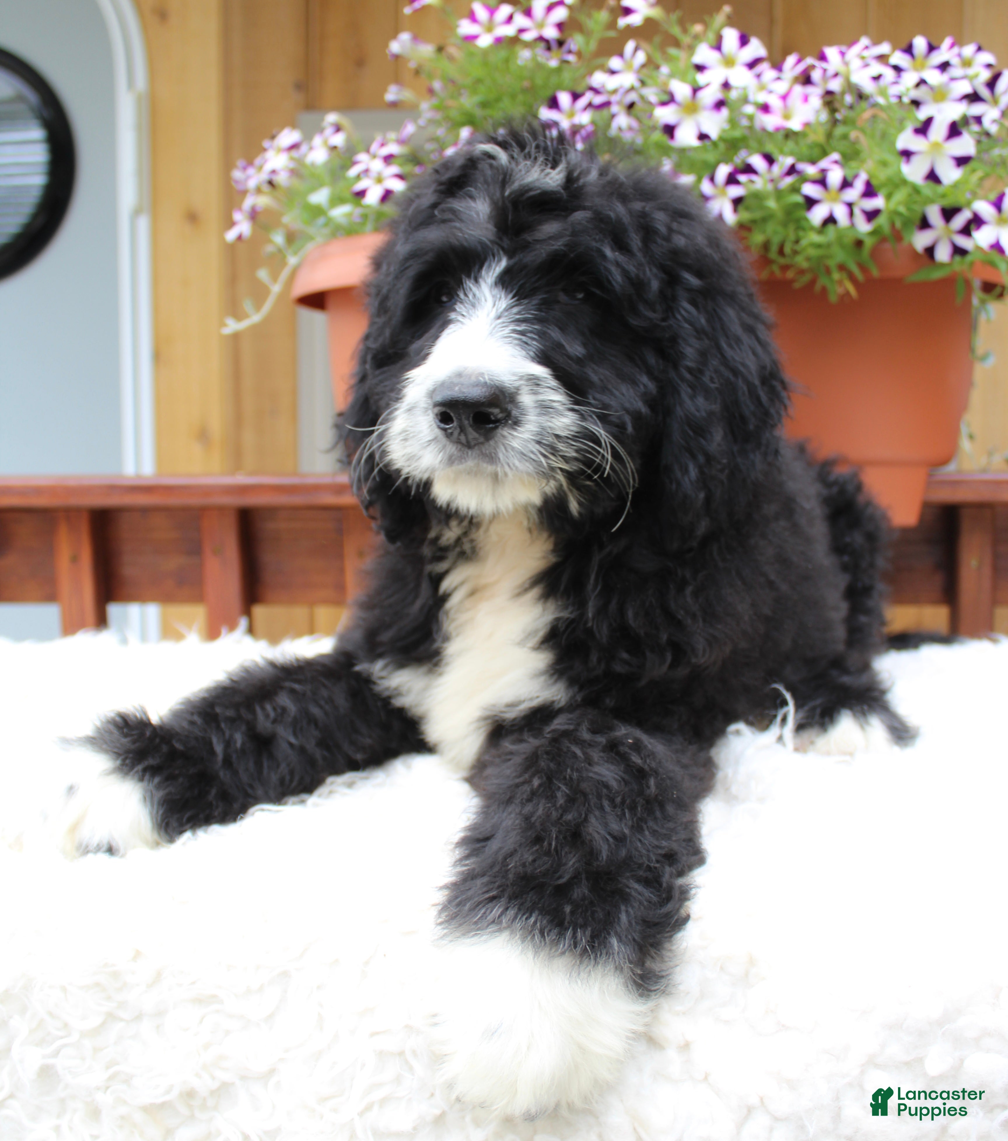 Bernedoodle dogs for sale: Logan - Ad 2
