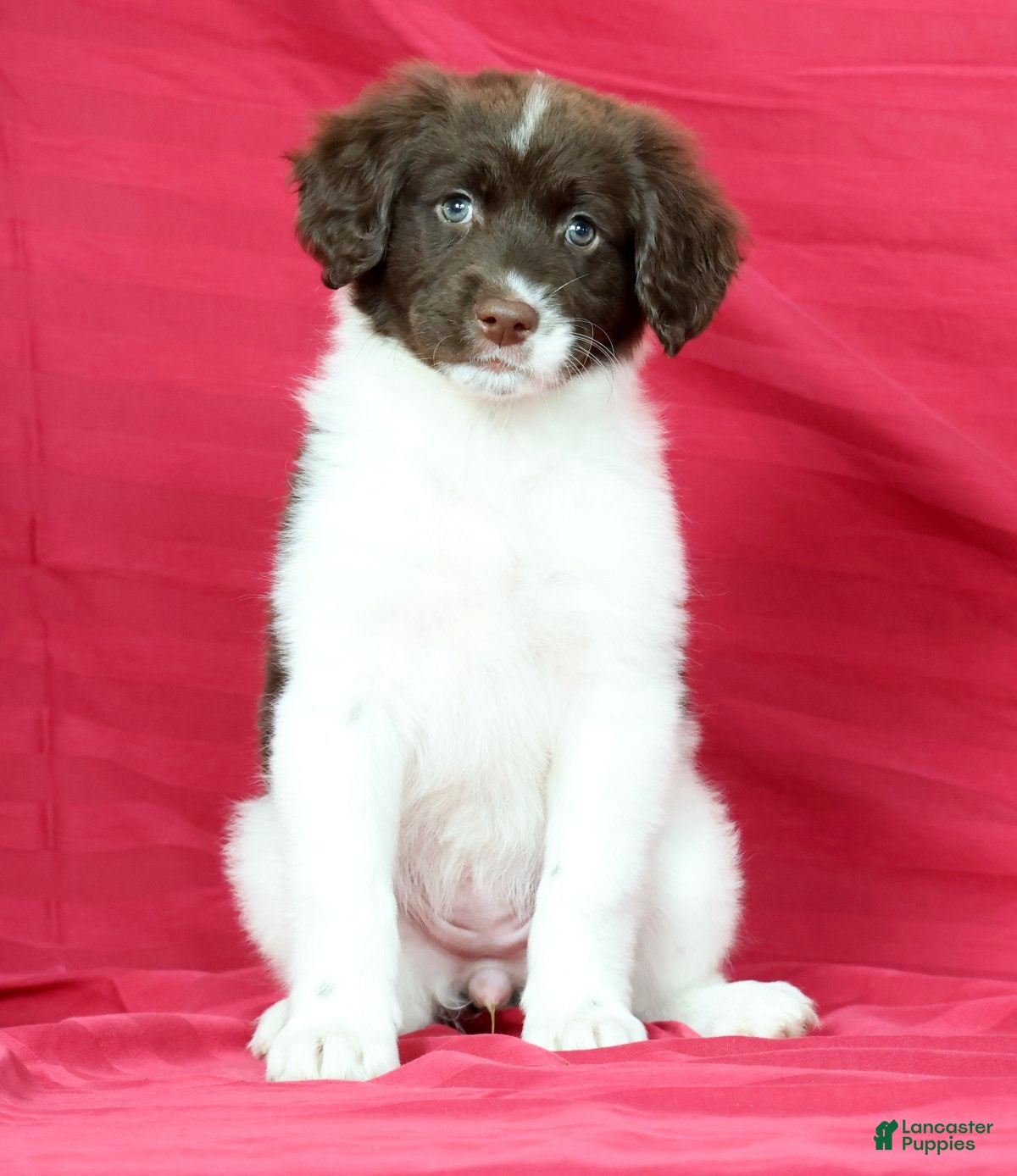 Portuguese Water Dog dogs Maggie - Ad 2