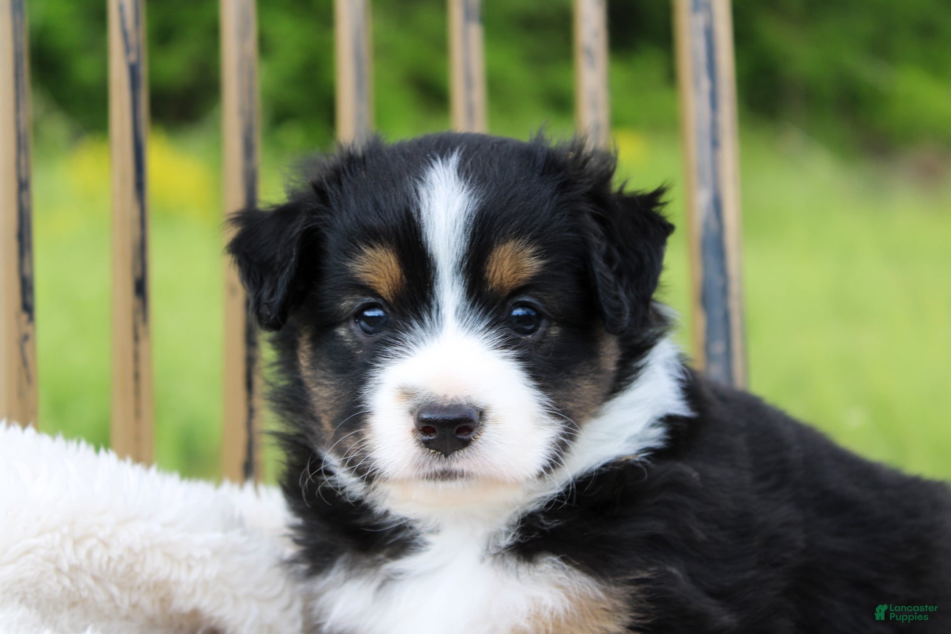 Miniature Australian Shepherd dogs Georgia - Ad 1