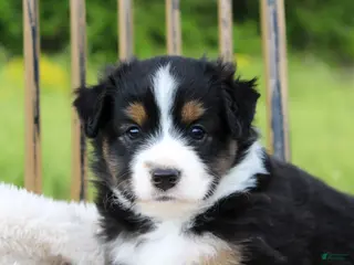 Miniature Australian Shepherd dogs for sale: Georgia - Ad 4