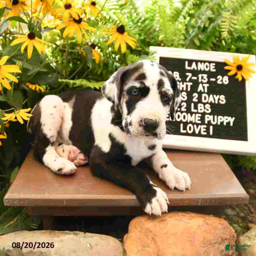 Great Dane dogs for sale: Lance - Ad 2