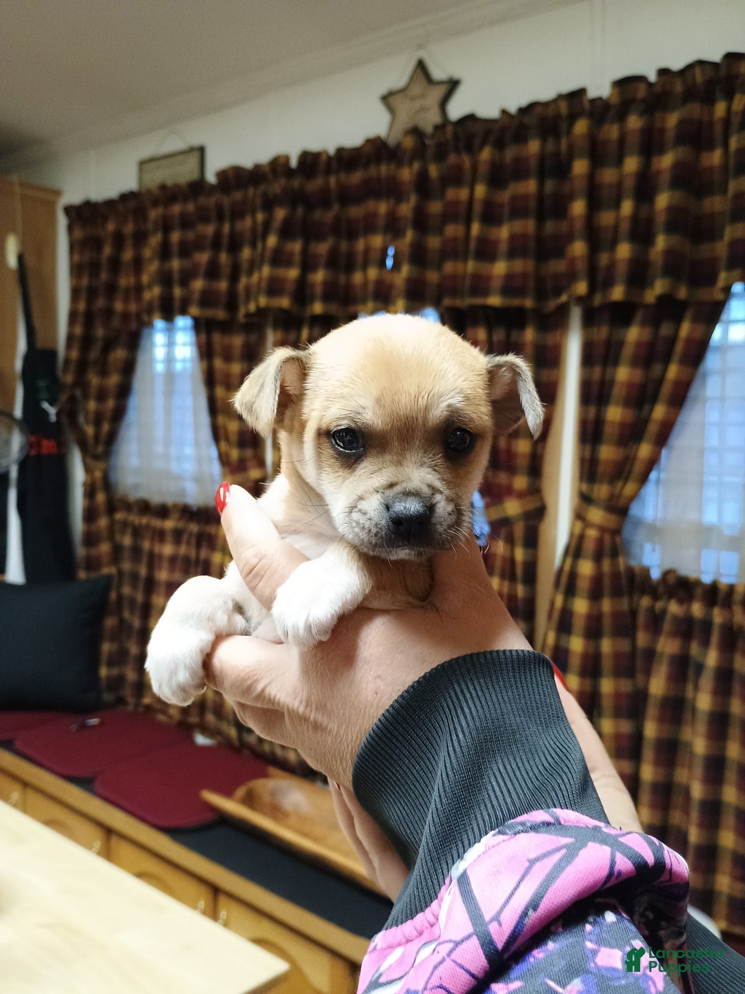 Chihuahua dogs for sale: Blaze - Ad 4