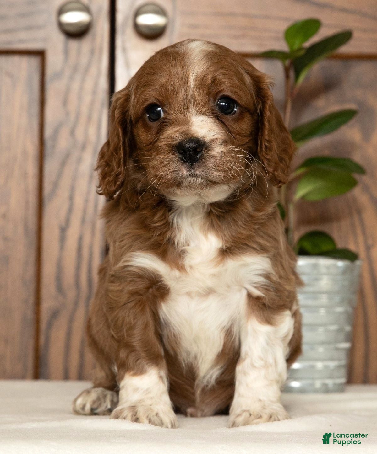 Cavapoo dogs Maverick - Ad 4
