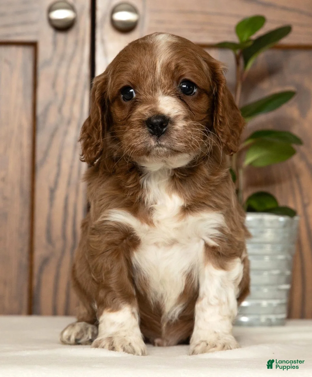 Cavapoo dogs for sale: Maverick - Ad 1