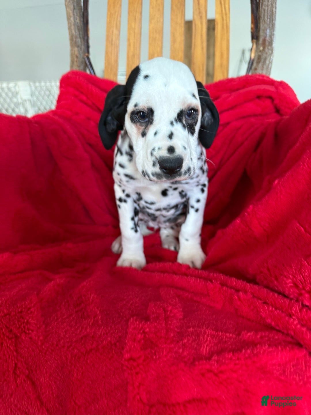 Dalmatian dogs for sale: Talia - Ad 11
