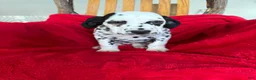 Dalmatian dogs for sale: Talia - Ad 11