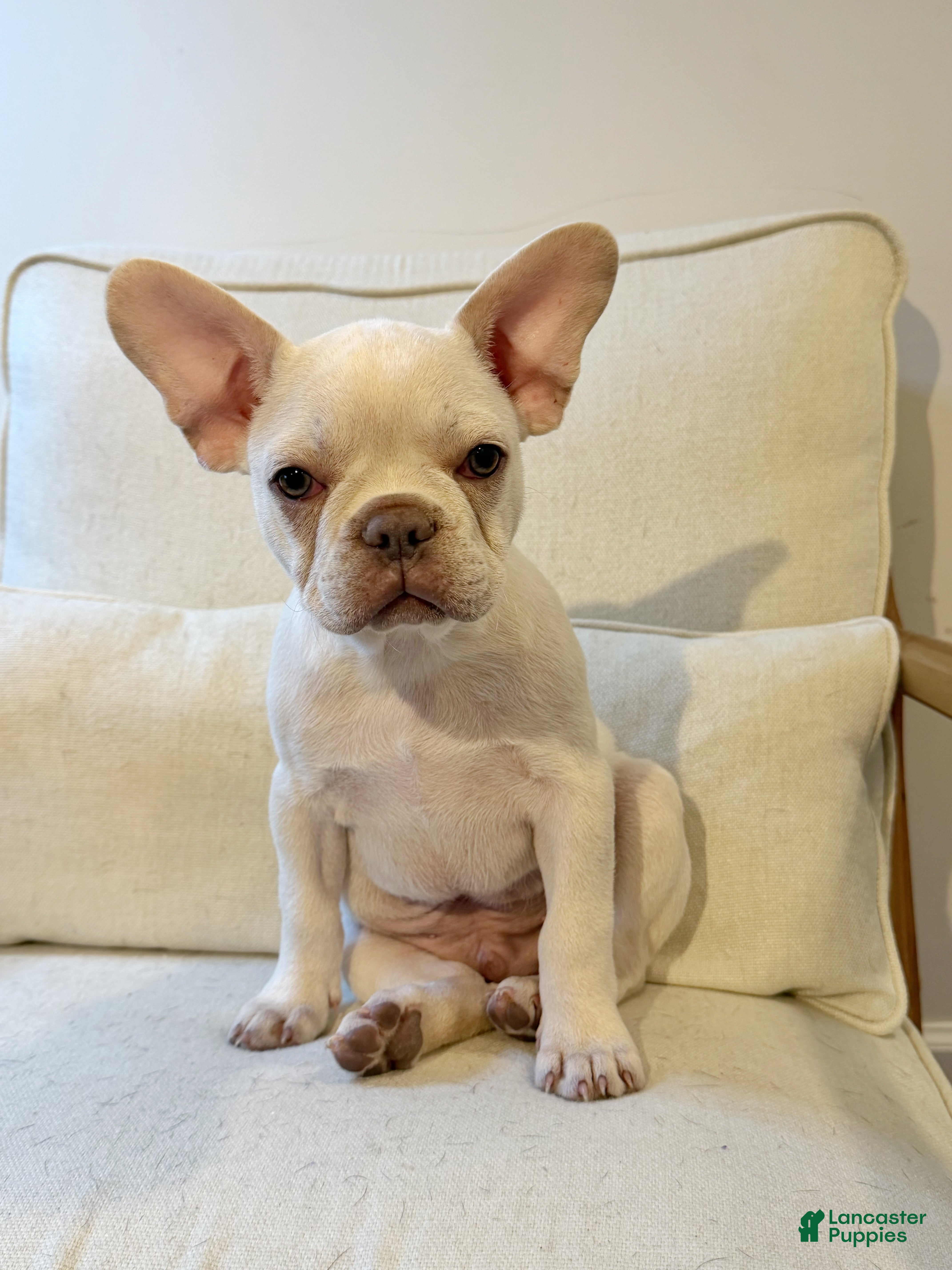 French Bulldog dogs French Bulldog 1 - Ad 1