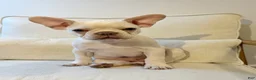 French Bulldog dogs for sale: French Bulldog 1 - Ad 6
