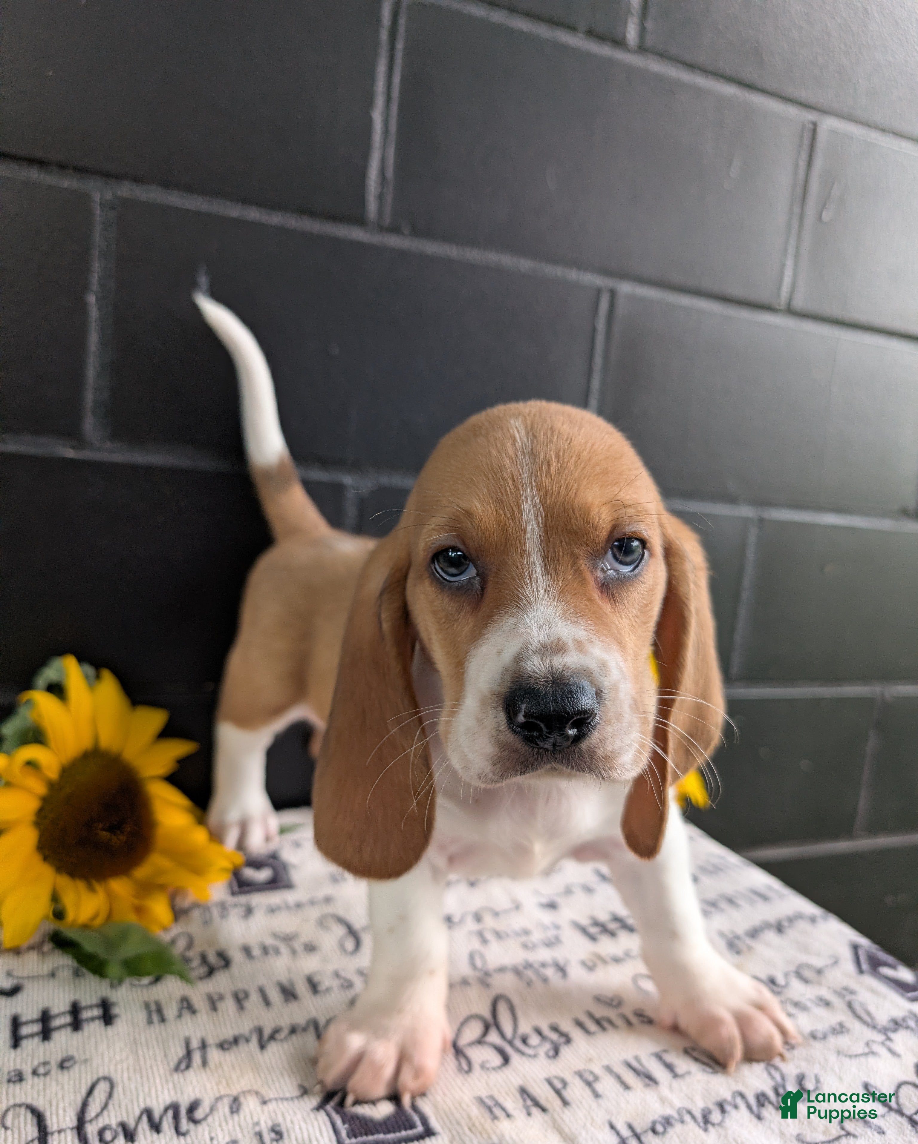 Mixed Breed dogs Pete - Ad 1