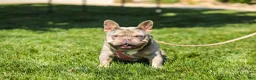 French Bulldog dogs for sale: Hugo - Ad 8