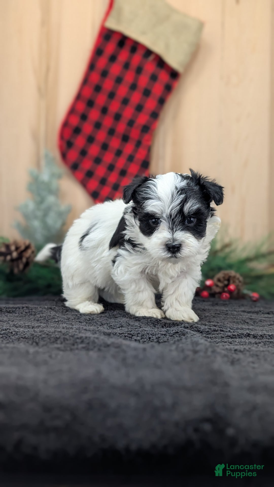 Havanese dogs for sale: Ziggy  - Ad 3