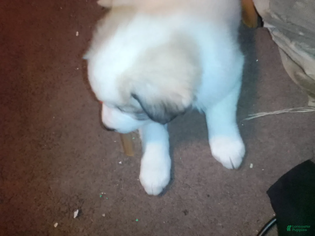 Mixed Breed dogs for sale: Buddy Boy  - Ad 17