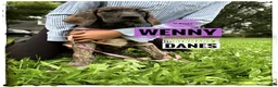 Great Dane dogs for sale: Wenny - Ad 14