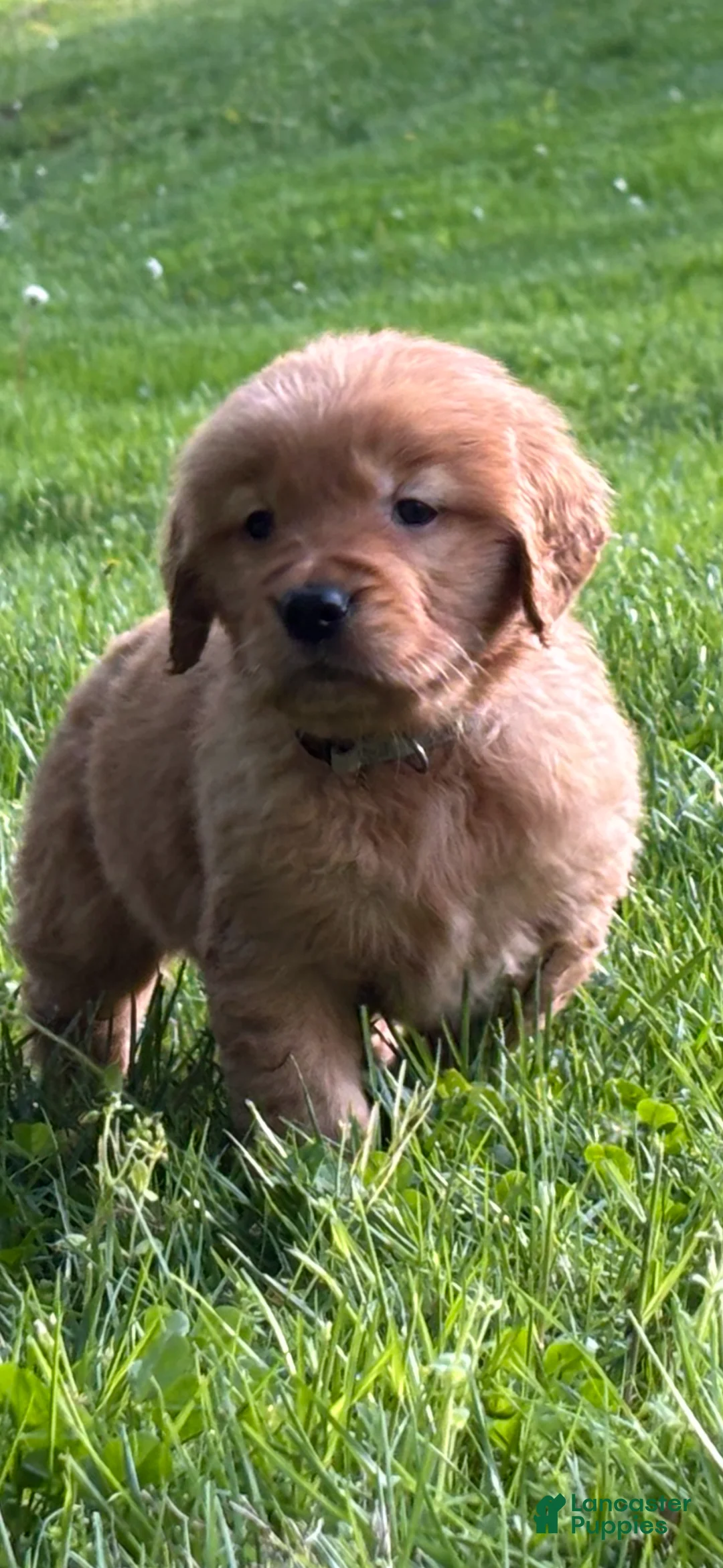 Golden Retriever dogs for sale: Golden Retriever Puppy 9 - Ad 1