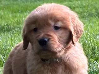 Golden Retriever dogs for sale: Golden Retriever Puppy 9 - Ad 3