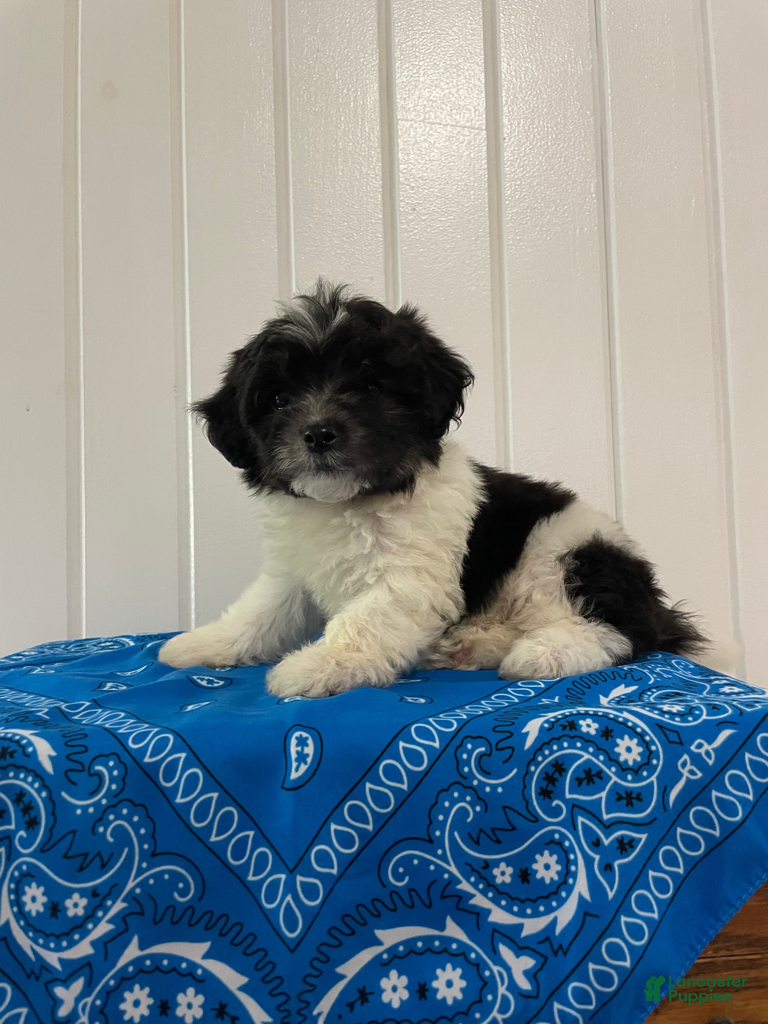 Maltipoo dogs Bingo - Ad 2