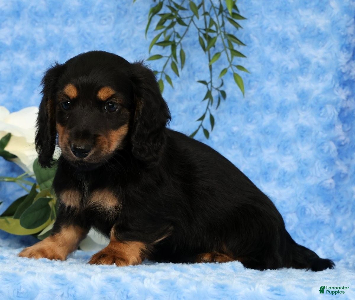 Miniature Dachshund dogs for sale: Samson - Ad 6