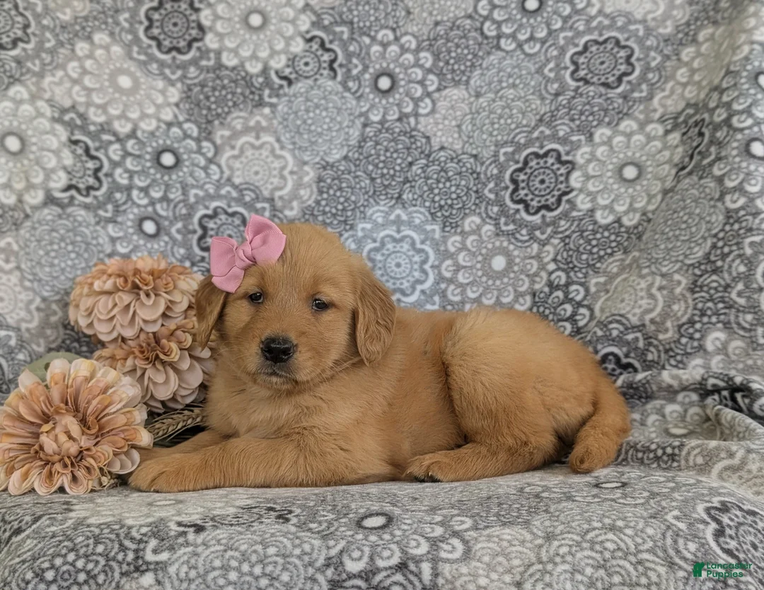 Golden Retriever dogs for sale: Makenzie - Ad 7