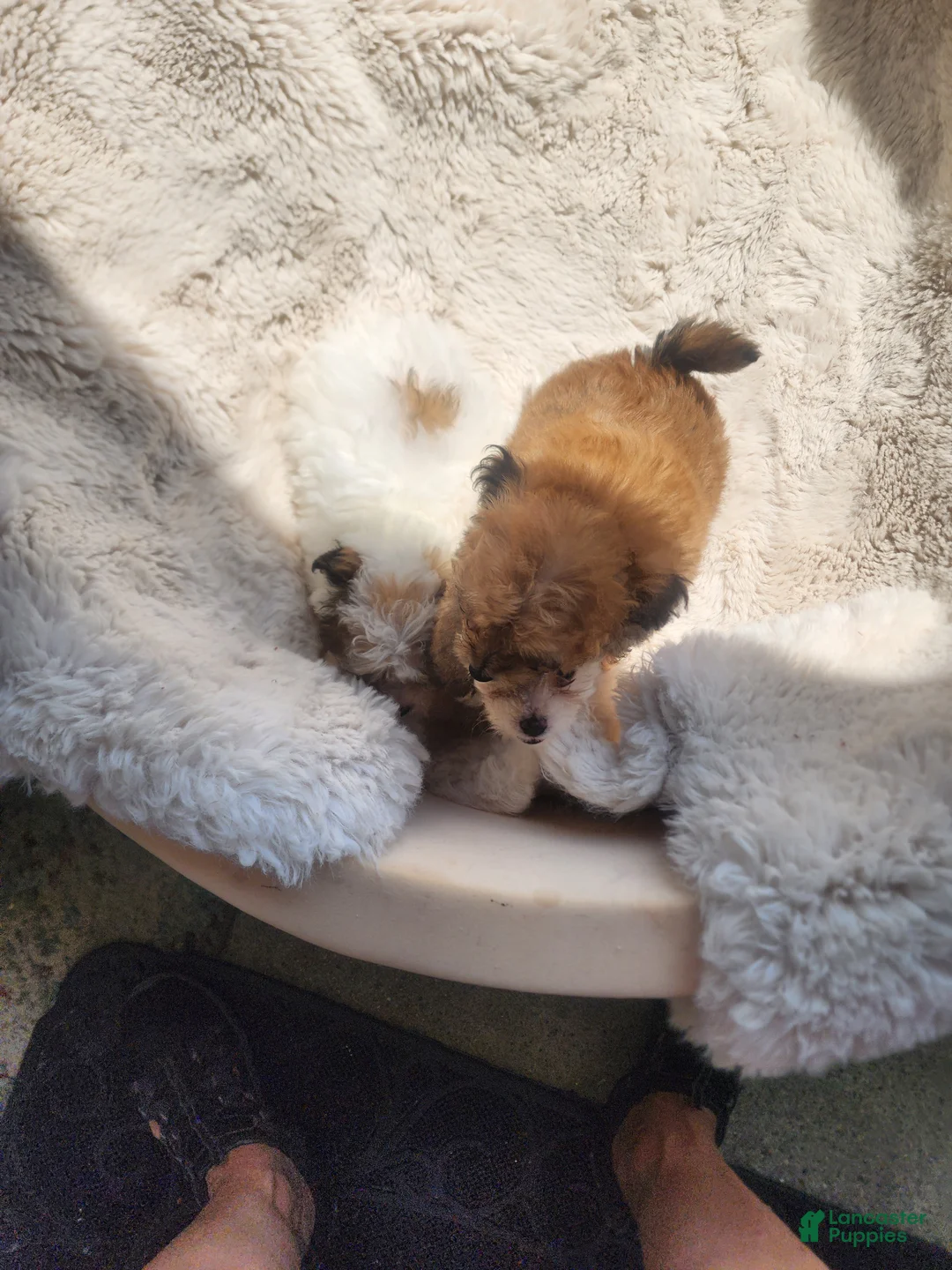 Pomapoo dogs for sale: Pomapoo 3 - Ad 2