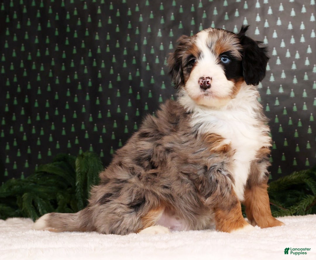Mini Bernedoodle dogs for sale: Otis - Ad 3