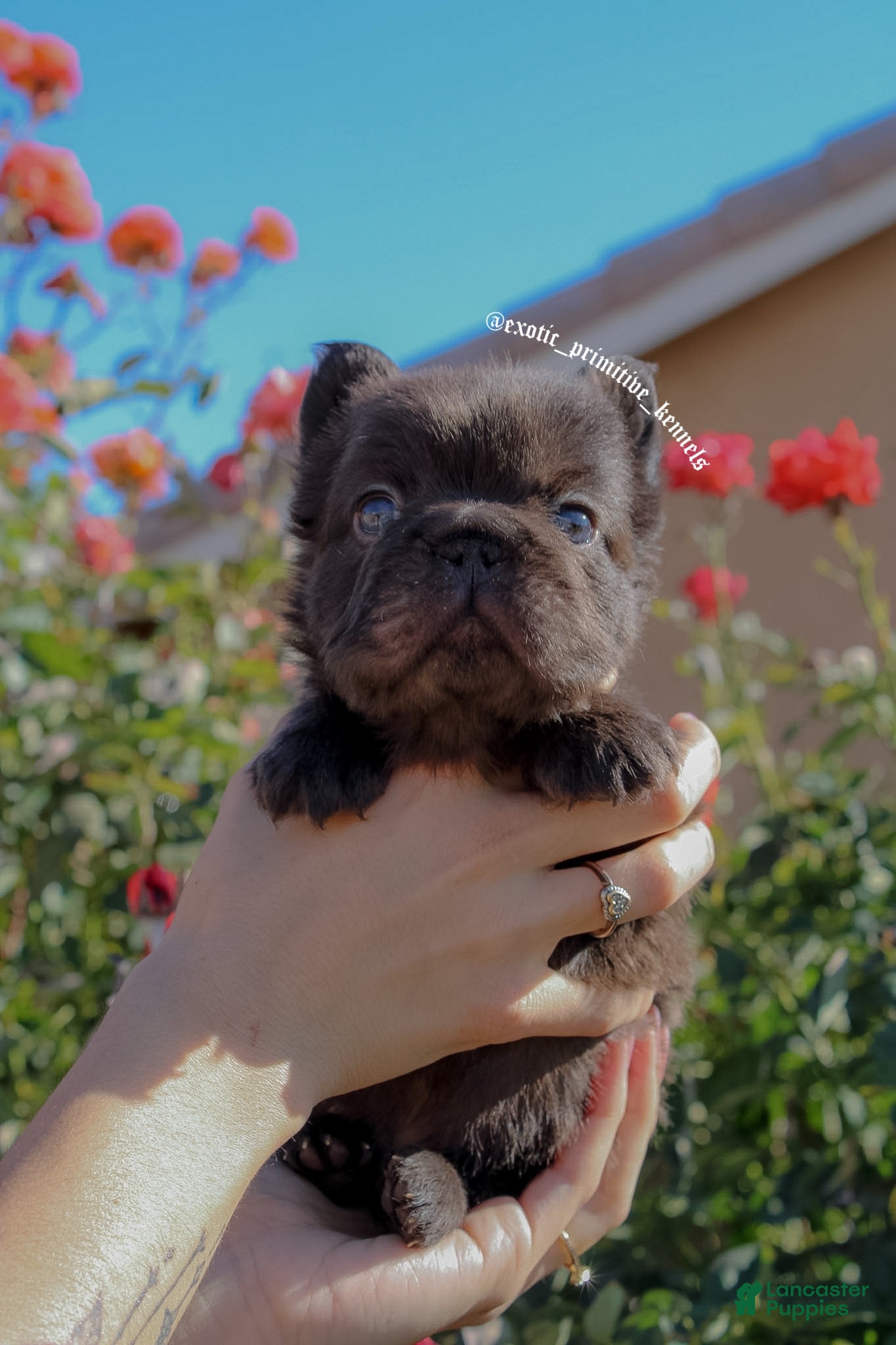 French Bulldog dogs for sale: French Bulldog Puppy 3 - Ad 2