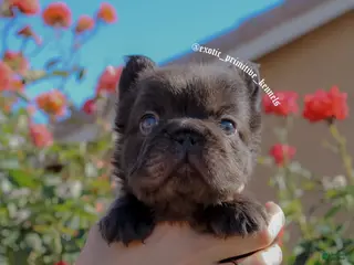 French Bulldog dogs for sale: French Bulldog Puppy 3 - Ad 2