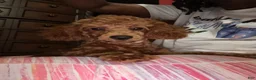 Toy Poodle dogs for sale: Jaz - Ad 4
