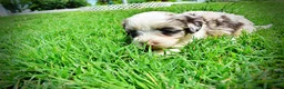 Havapoo dogs for sale: Sadie - Ad 7