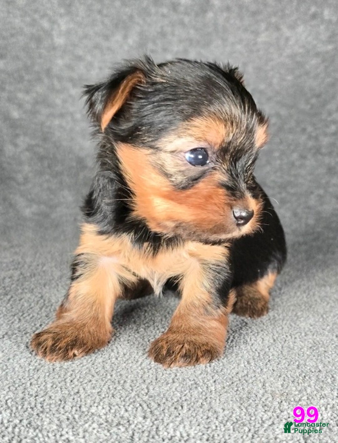 Yorkshire Terrier dogs for sale: 99 - Ad 18