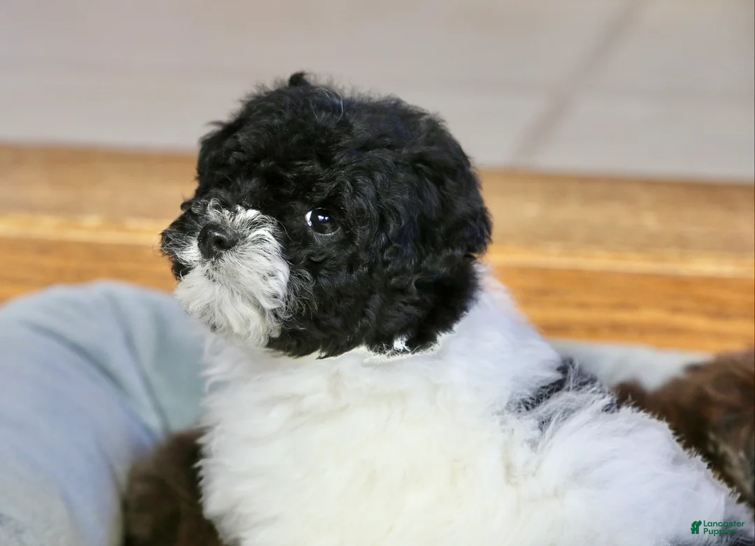 Miniature Poodle dogs for sale: Paislee - Ad 7