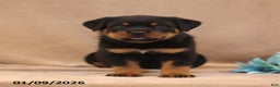 Rottweiler dogs for sale: Toby - Ad 2
