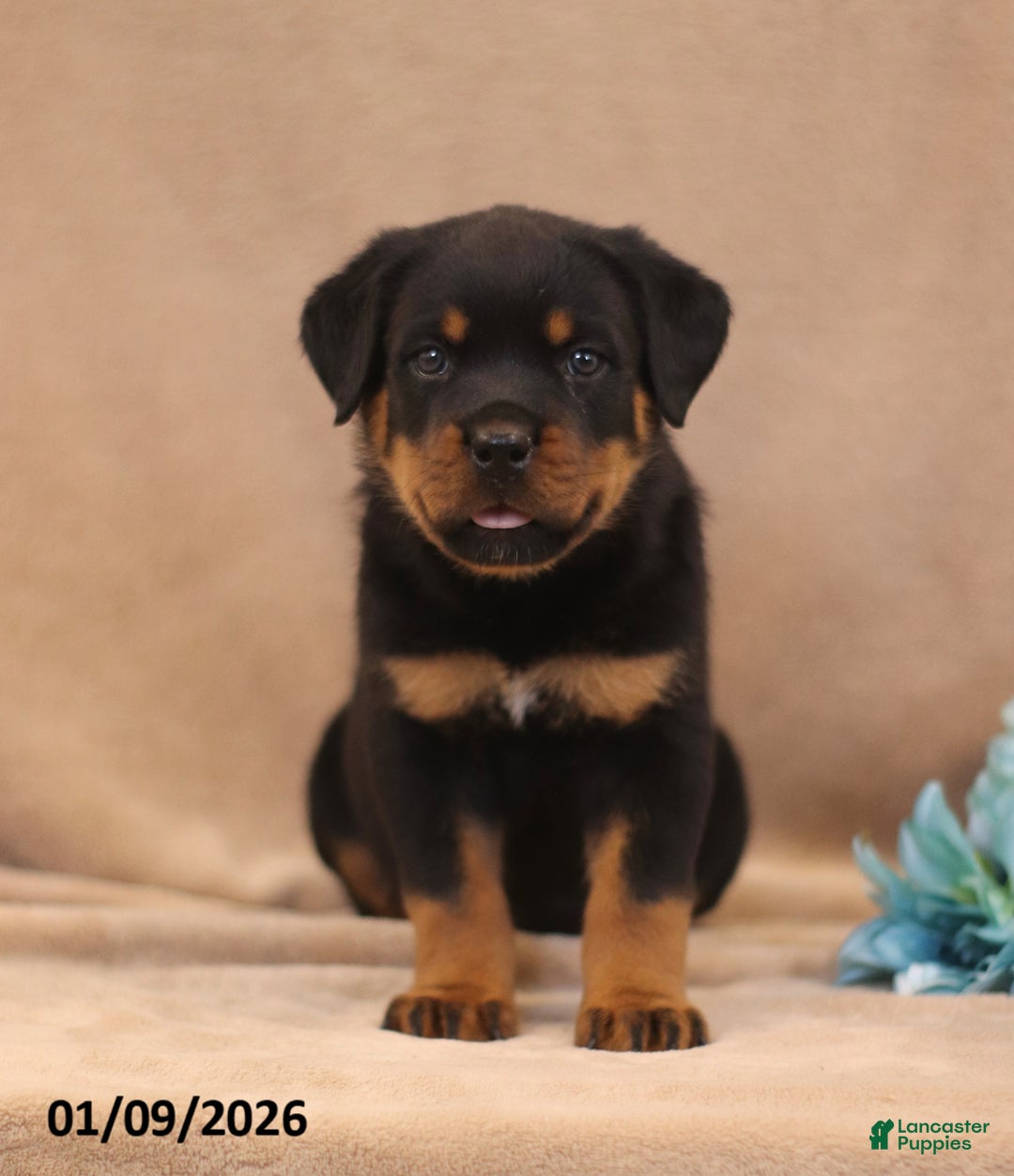 Rottweiler dogs for sale: Toby - Ad 2