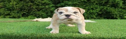 English Bulldog dogs for sale: Dash - Ad 9