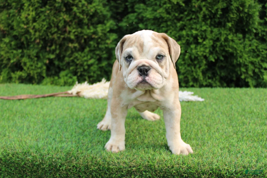 English Bulldog dogs for sale: Dash - Ad 9