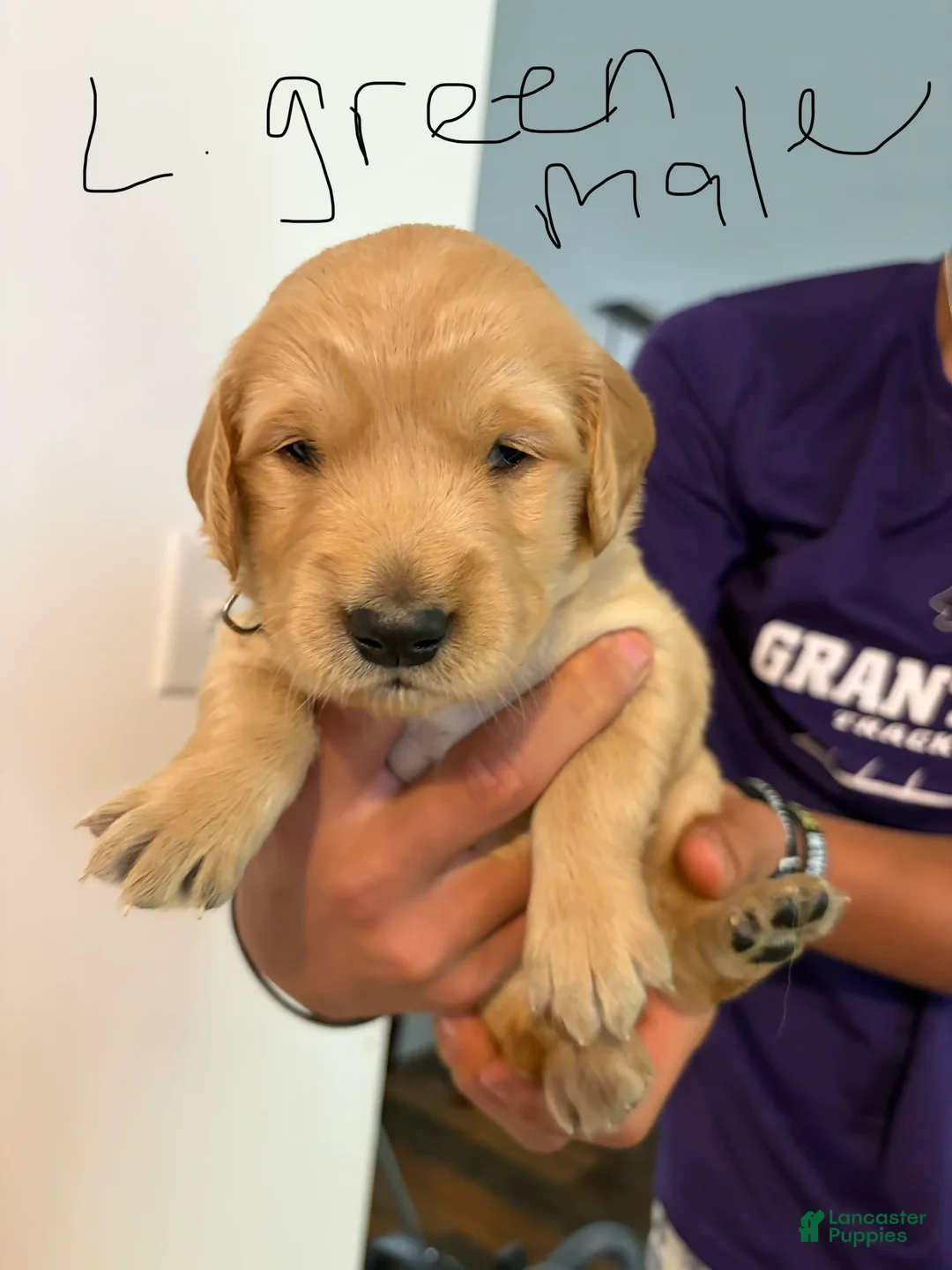 Golden Retriever dogs for sale: Light Green  - Ad 2