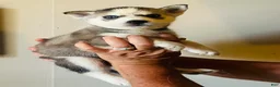 Siberian Husky dogs for sale: Siberian Husky 3 Asher - Ad 10