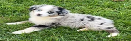 Australian Shepherd dogs for sale: Koda - Ad 7