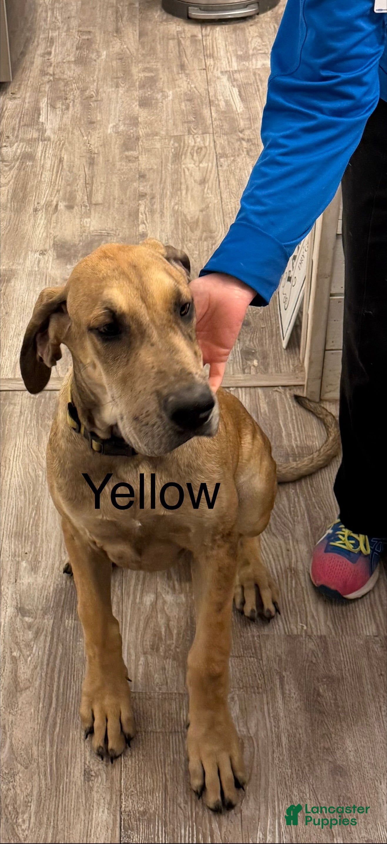 Yellow