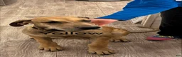 Great Dane dogs for sale: Yellow - Ad 1