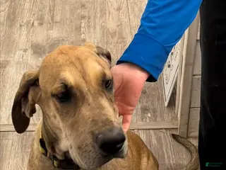 Great Dane dogs Yellow - Ad 29