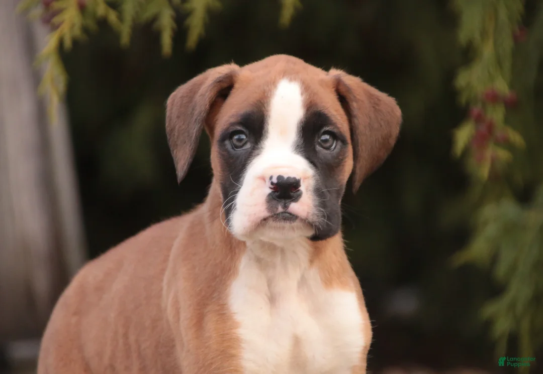 Boxer dogs for sale: Allie - Ad 6