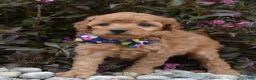 Mini Goldendoodle dogs for sale: Mini Greta - Ad 16