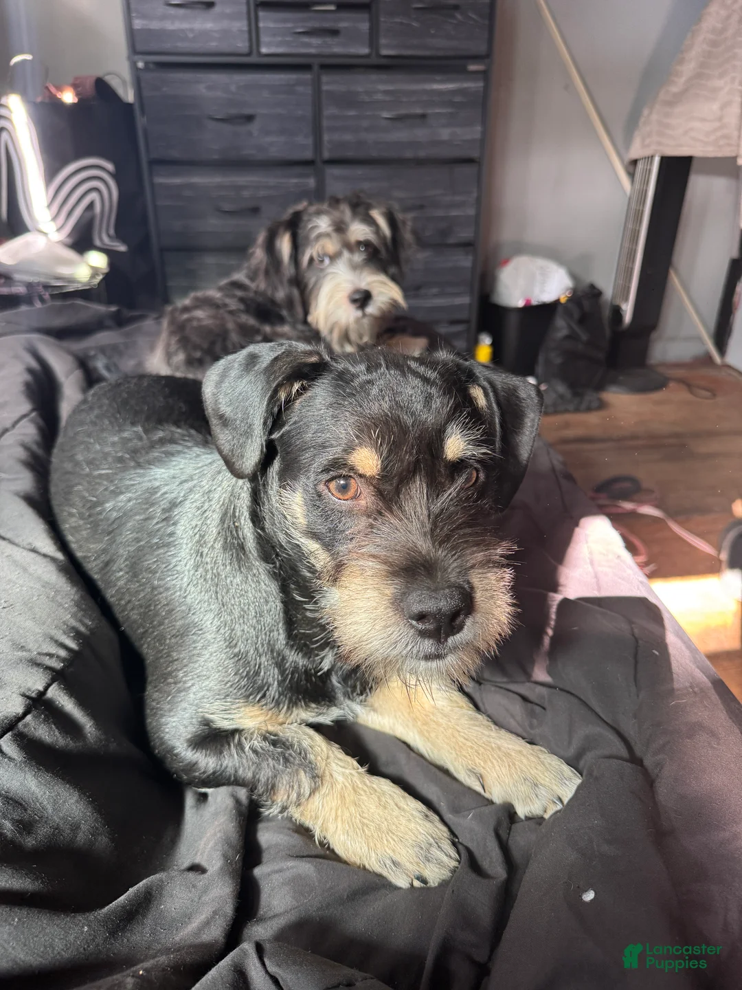 Mixed Breed dogs for sale: Fendi - Ad 2