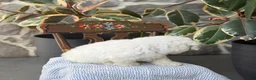 Bichon Frise dogs for sale: Jethro - Ad 9