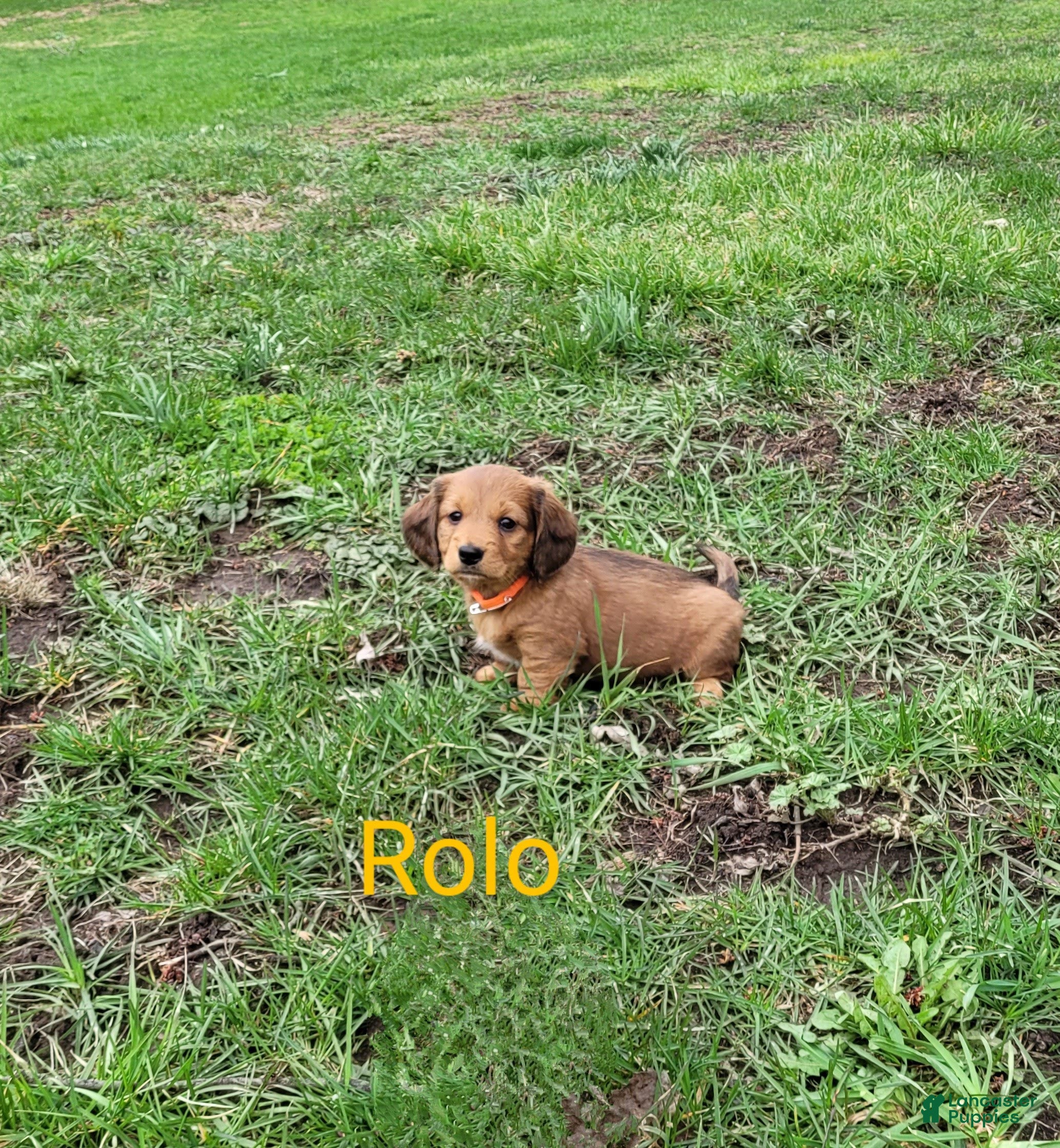 Dachshund dogs Rolo - Ad 2