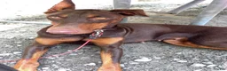 Doberman Pinscher dogs for sale: Doberman Pinscher 1 - Ad 2