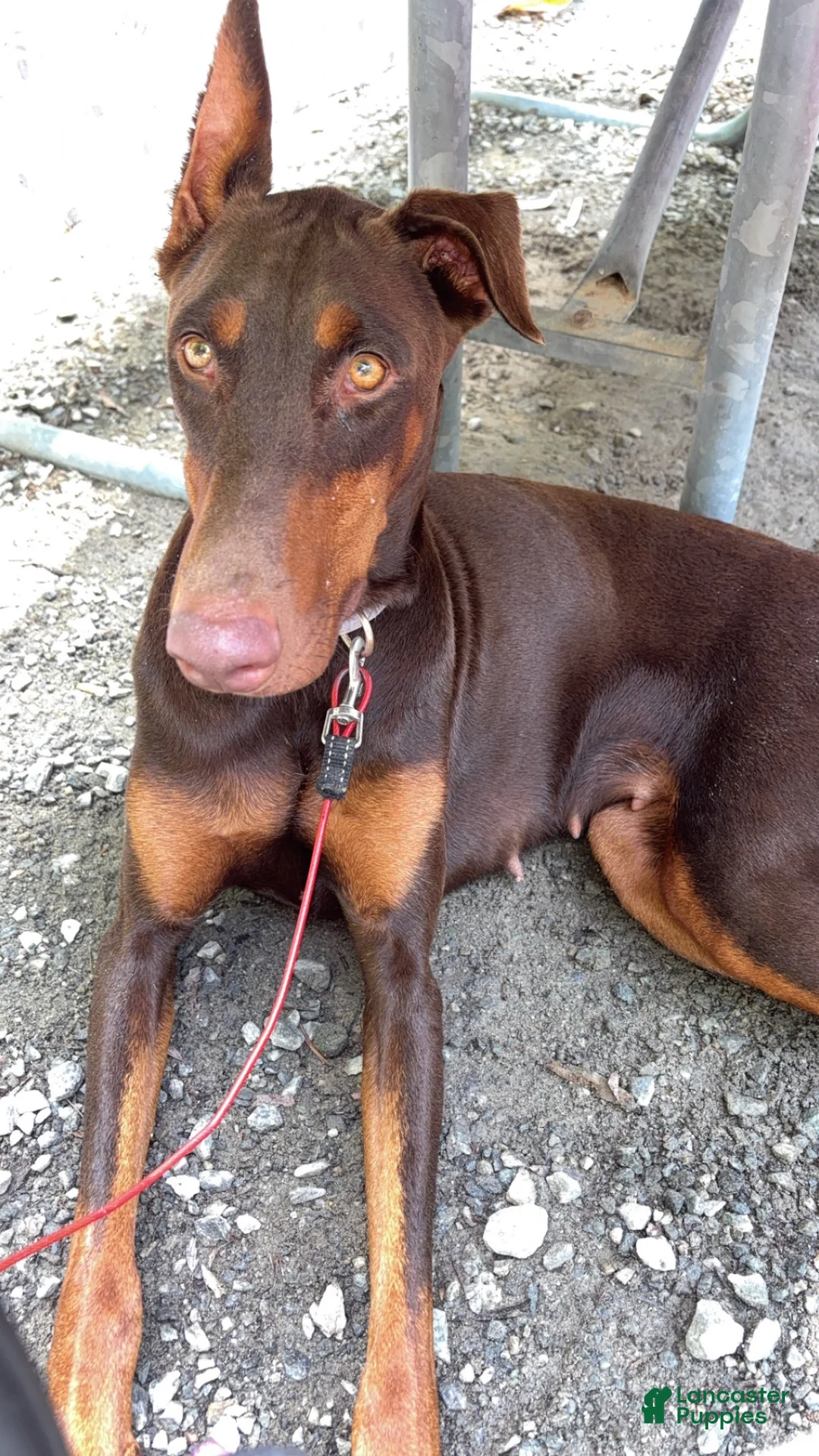 Doberman Pinscher dogs for sale: Doberman Pinscher 1 - Ad 2