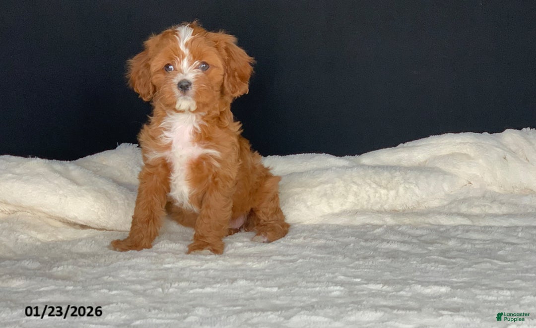Cavapoo dogs for sale: Barbie - Ad 6