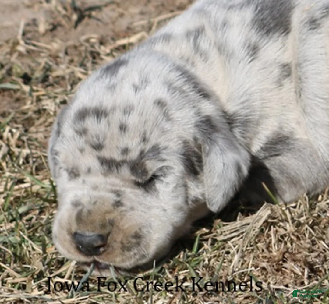 Great Dane dogs for sale: Heidi - Ad 1